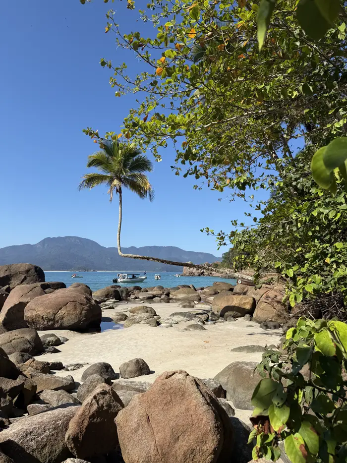 Palmera sobre las rocas frente al mar